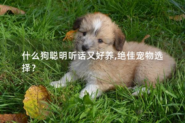 什么狗聪明听话又好养,绝佳宠物选择？