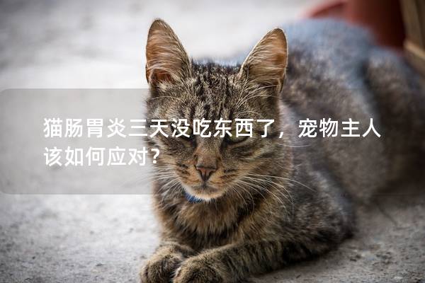 猫肠胃炎三天没吃东西了，宠物主人该如何应对？
