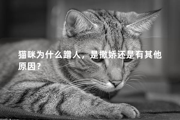 猫咪为什么蹭人，是撒娇还是有其他原因？