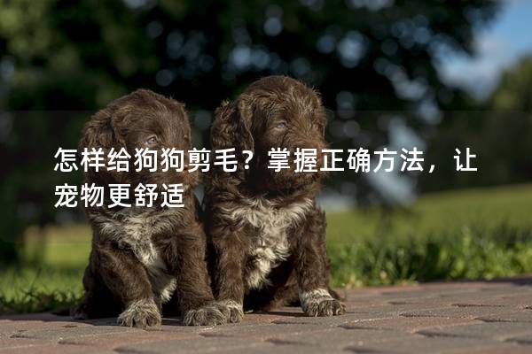 怎样给狗狗剪毛？掌握正确方法，让宠物更舒适