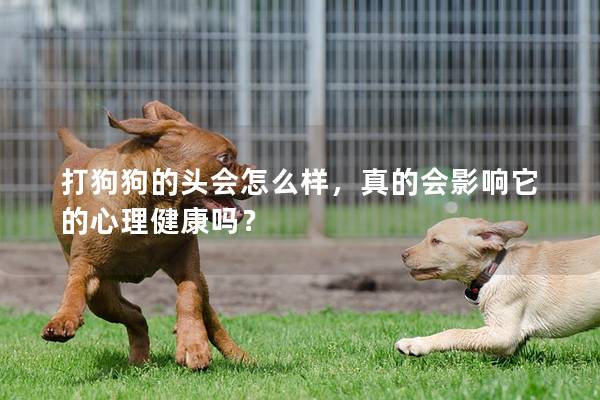 打狗狗的头会怎么样，真的会影响它的心理健康吗？