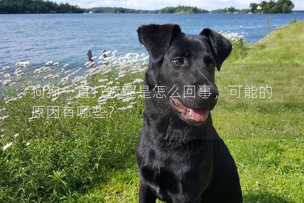 狗狗一直打喷嚏是怎么回事,可能的原因有哪些? 狗狗一直打喷嚏是怎么回事,可能的原因有哪些?