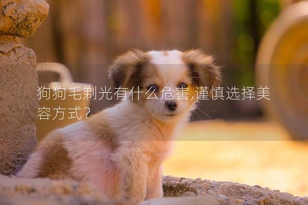 狗狗毛剃光有什么危害,谨慎选择美容方式？