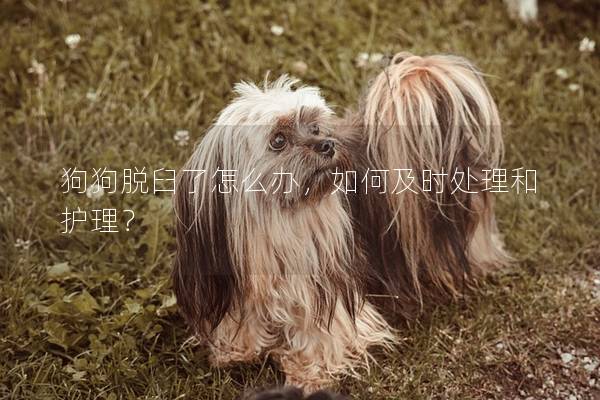 狗狗脱臼了怎么办，如何及时处理和护理？