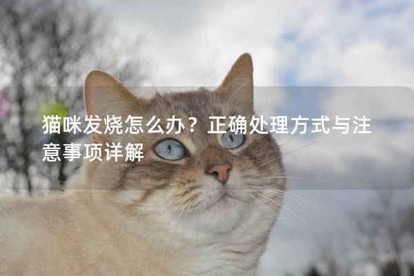 猫咪发烧怎么办？正确处理方式与注意事项详解