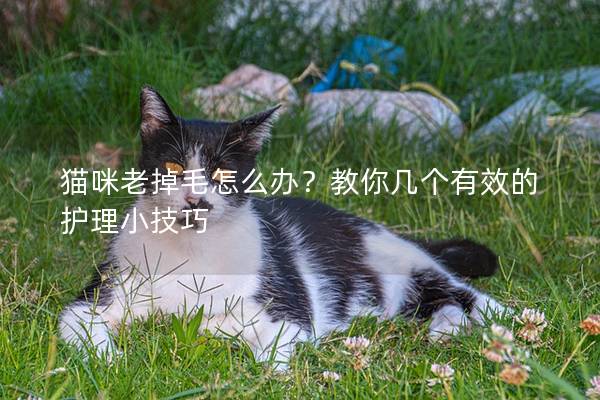 猫咪老掉毛怎么办？教你几个有效的护理小技巧