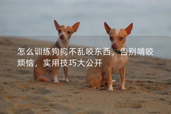 怎么训练狗狗不乱咬东西，告别啃咬烦恼，实用技巧大公开