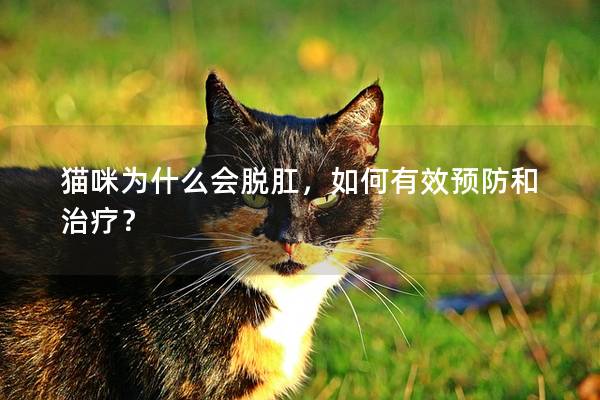猫咪为什么会脱肛，如何有效预防和治疗？