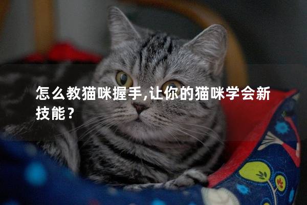 怎么教猫咪握手,让你的猫咪学会新技能？