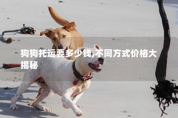 狗狗托运要多少钱,不同方式价格大揭秘