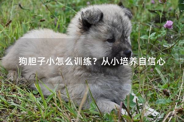 狗胆子小怎么训练？从小培养自信心
