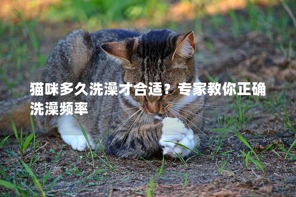 猫咪多久洗澡才合适？专家教你正确洗澡频率