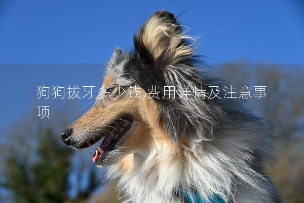 狗狗拔牙多少钱,费用详情及注意事项