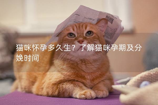 猫咪怀孕多久生？了解猫咪孕期及分娩时间