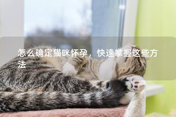 怎么确定猫咪怀孕，快速掌握这些方法