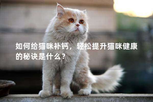 如何给猫咪补钙，轻松提升猫咪健康的秘诀是什么？