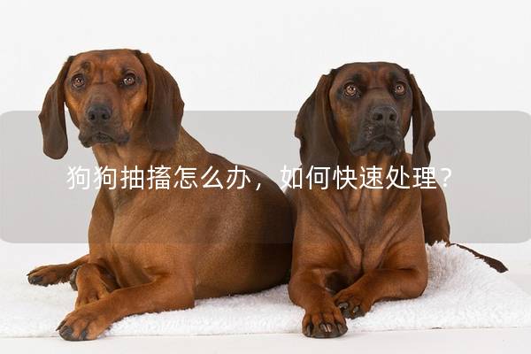 狗狗抽搐怎么办，如何快速处理？