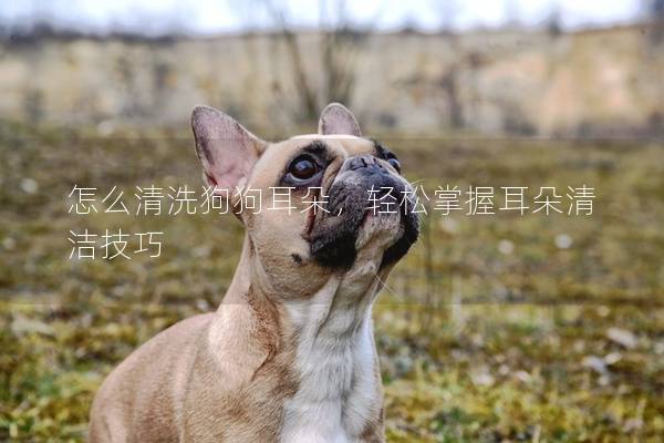 怎么清洗狗狗耳朵，轻松掌握耳朵清洁技巧