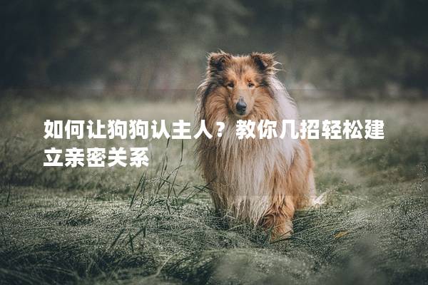 如何让狗狗认主人？教你几招轻松建立亲密关系