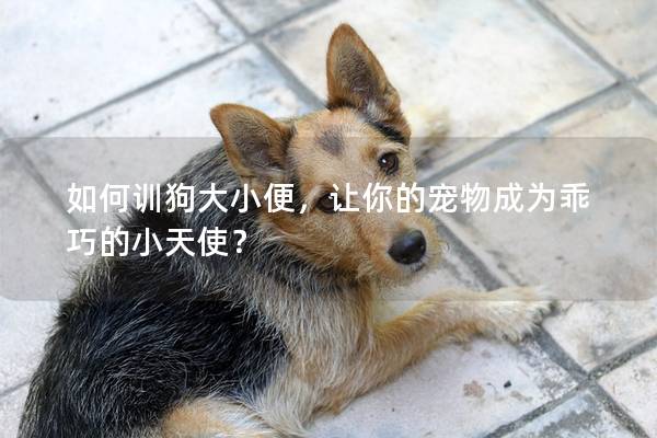 如何训狗大小便，让你的宠物成为乖巧的小天使？
