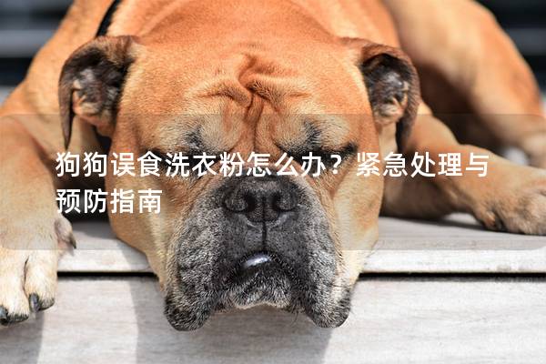 狗狗误食洗衣粉怎么办？紧急处理与预防指南