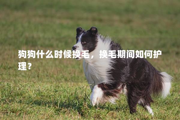 狗狗什么时候换毛，换毛期间如何护理？