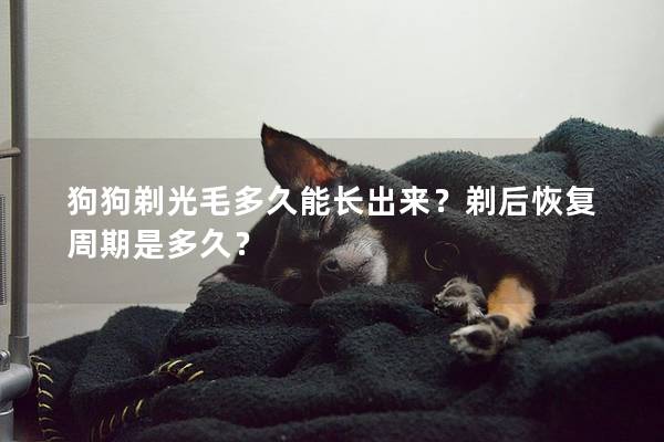 狗狗剃光毛多久能长出来？剃后恢复周期是多久？