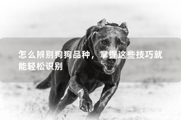 怎么辨别狗狗品种，掌握这些技巧就能轻松识别