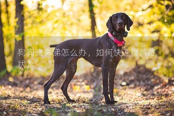 狗狗流鼻涕怎么办，如何快速缓解症状？