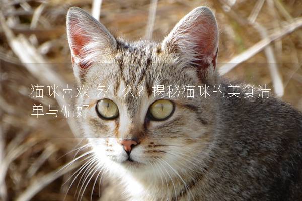 猫咪喜欢吃什么？揭秘猫咪的美食清单与偏好