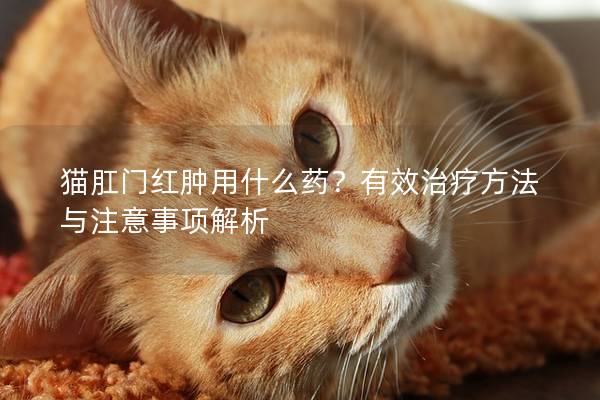 猫肛门红肿用什么药？有效治疗方法与注意事项解析