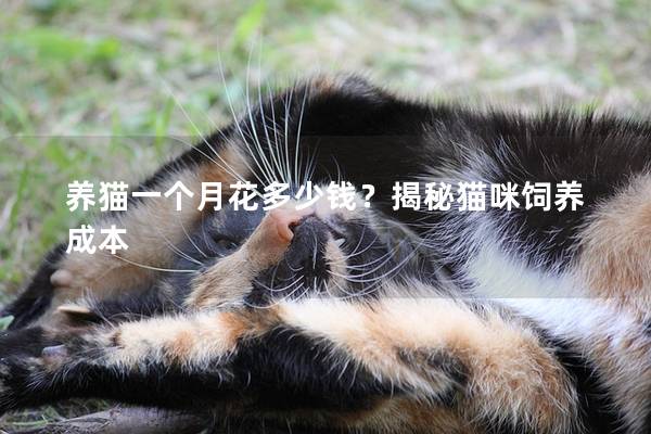 养猫一个月花多少钱？揭秘猫咪饲养成本
