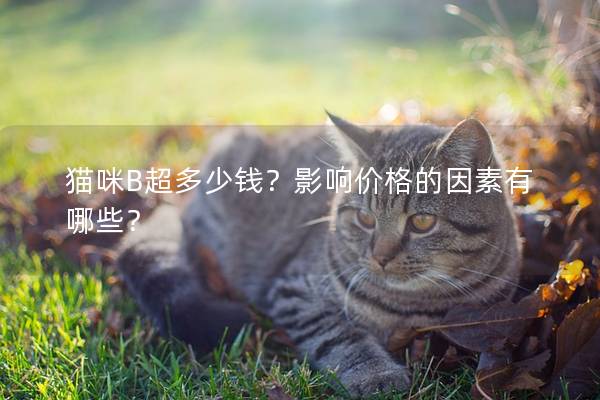 猫咪B超多少钱？影响价格的因素有哪些？