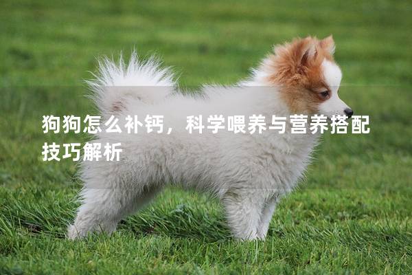 狗狗怎么补钙，科学喂养与营养搭配技巧解析