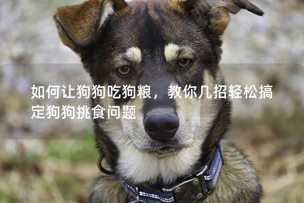 如何让狗狗吃狗粮，教你几招轻松搞定狗狗挑食问题