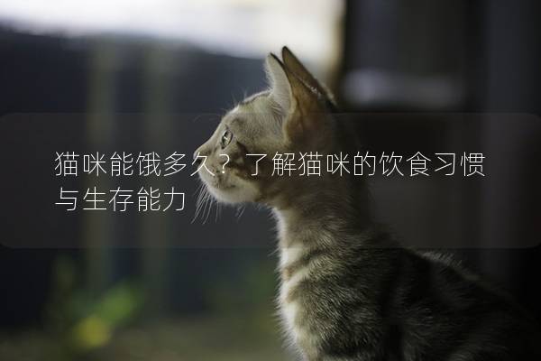 猫咪能饿多久？了解猫咪的饮食习惯与生存能力