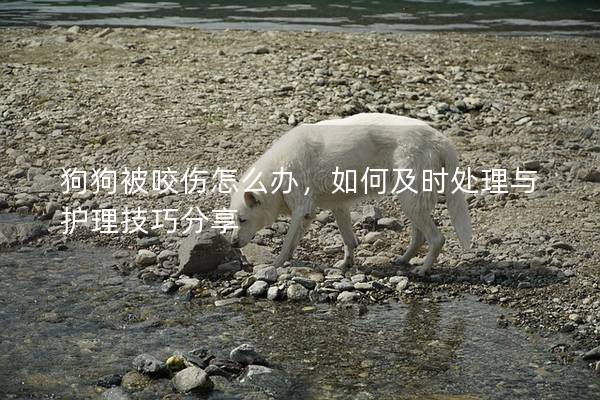 狗狗被咬伤怎么办，如何及时处理与护理技巧分享