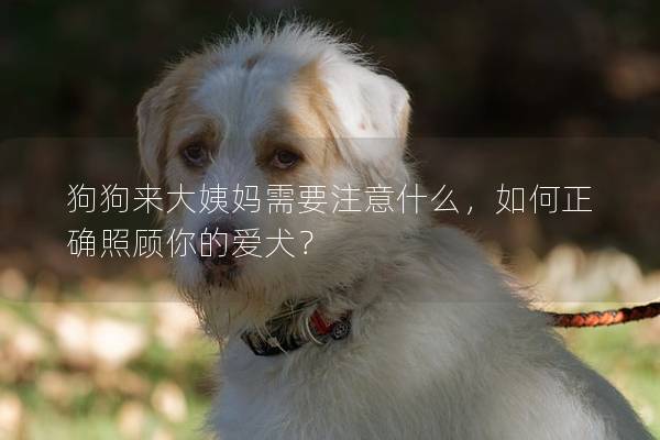 狗狗来大姨妈需要注意什么，如何正确照顾你的爱犬？