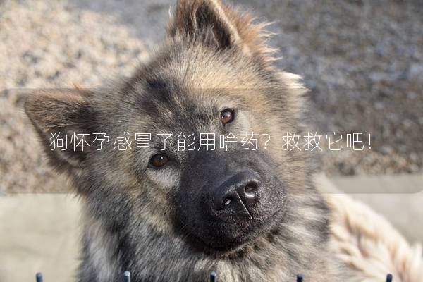 狗怀孕感冒了能用啥药？救救它吧!
