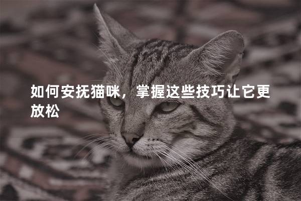 如何安抚猫咪，掌握这些技巧让它更放松