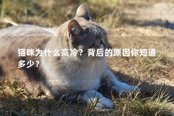 猫咪为什么高冷？背后的原因你知道多少？