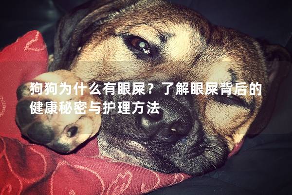 狗狗为什么有眼屎？了解眼屎背后的健康秘密与护理方法