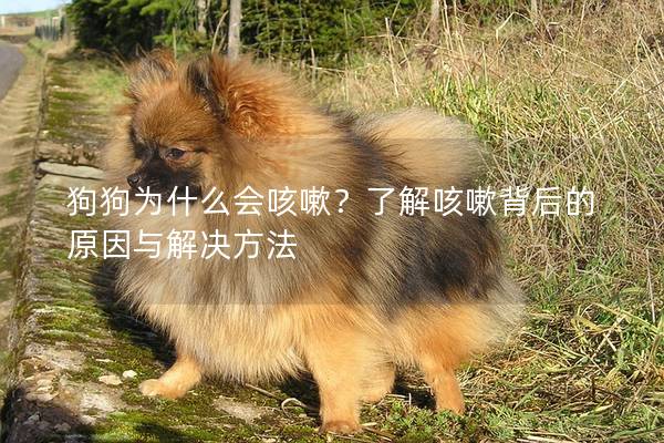 狗狗为什么会咳嗽？了解咳嗽背后的原因与解决方法