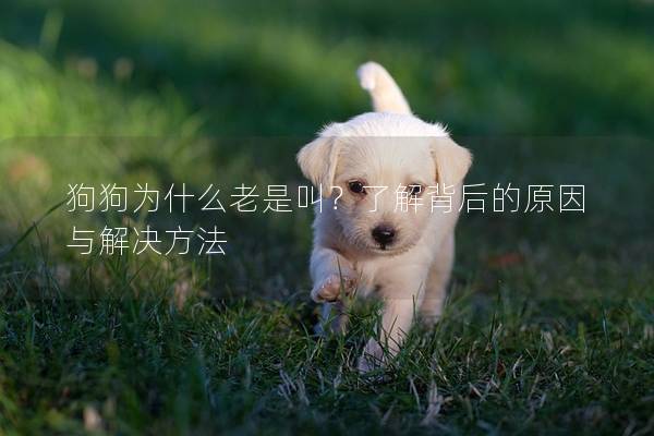 狗狗为什么老是叫？了解背后的原因与解决方法