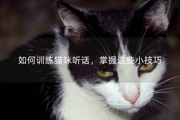 如何训练猫咪听话，掌握这些小技巧