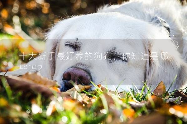 十大新手最好养的狗狗，你知道是哪些吗？