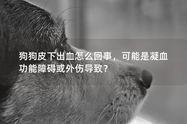 狗狗皮下出血怎么回事，可能是凝血功能障碍或外伤导致？