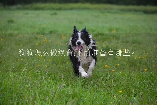 狗狗怎么做绝育,术前准备有哪些？