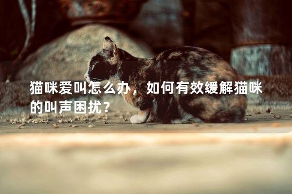 猫咪爱叫怎么办，如何有效缓解猫咪的叫声困扰？