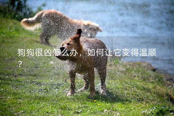 狗狗很凶怎么办，如何让它变得温顺？